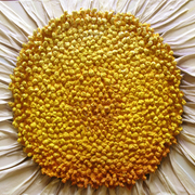 Daisy_daisy_large_card