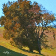 Rust_oak_card