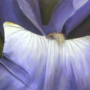 Iris_card