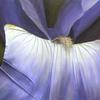 Iris_thumb