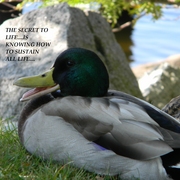 Manchesterbytheseaducks9revisedwithtext_card