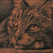 Cat50x70_web_card