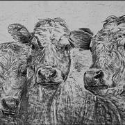 Cows60x40_web_card