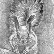 Squirell60x40_web_card