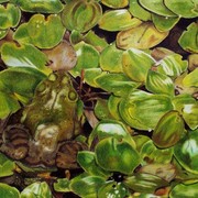 Frog_card