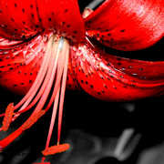 Hibiscus_card