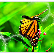 Dsc_3219_card