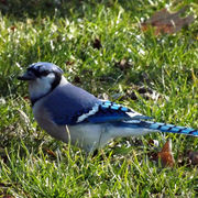 Portrait_of_jay_card