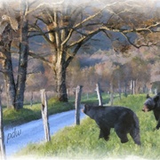 Image_card
