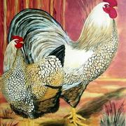 Rooster_hen_card