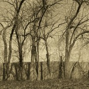 Trees_and_fence_sepia_card