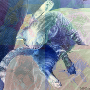 Lickty_split_card