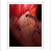 Redcardinal_thumb