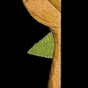 Womanii-2010_card