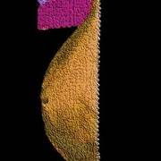 Womaniii-2010_card