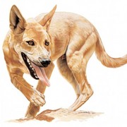 Dingo_card