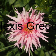 63_card