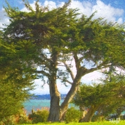 Arbor_bay_card