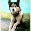 Dogs-day-on-the-dune-brenda-garacci-a5950_thumb
