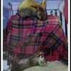 Day-at-the-park-brenda-garacci_thumb