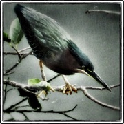 Bird1_painting_snapseed_card