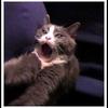 Ouch-brenda-garacci_thumb