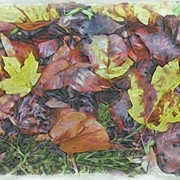 Image_card