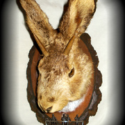 Jackalope_monument__7__card