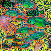 Trying-to-catch-fish_card