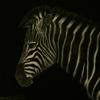 Zebra_-_12_x_12_inch_-__150_thumb