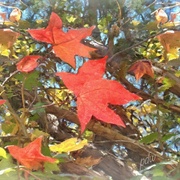 Image_card