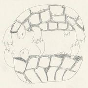 Twoturtles_card