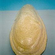 Ps-6_card