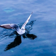 Bird__1_of_1__card