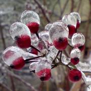 Winter_fruits_card