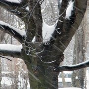 My_tree_card