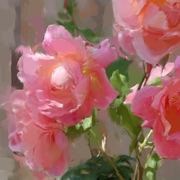 Sunny_roses_card