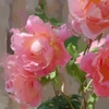 Sunny_roses_thumb