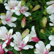Peruvian_lilies_card