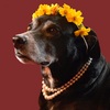 Newversionportraitofgypsypaintedbackground_thumb