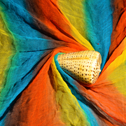 Sea_snail01_card