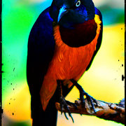 Dsc_9350_card