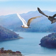 Image_card
