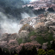 吉野山１０_card