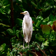 Img_7705a_card