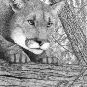 Catamount_card