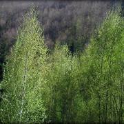 Zmiana_rozmiarudsc04910_card