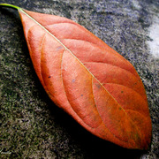 Img_00411_card
