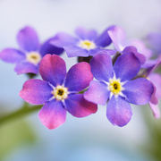 Forget_me_not_card