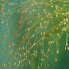 Green_dream_thumb